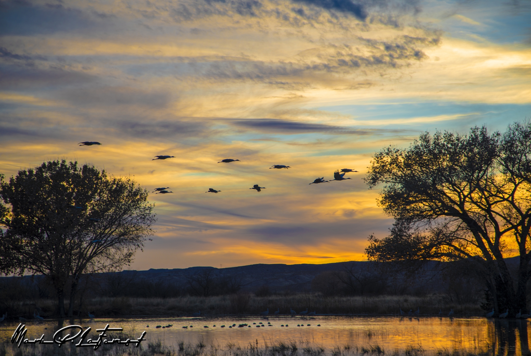 /gallery/north_america/USA/NM/bosque del apache/Bosque Del Apache Dec 2018-005_med.jpg